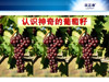 葆婴空中加油站——产品培训—葡萄籽